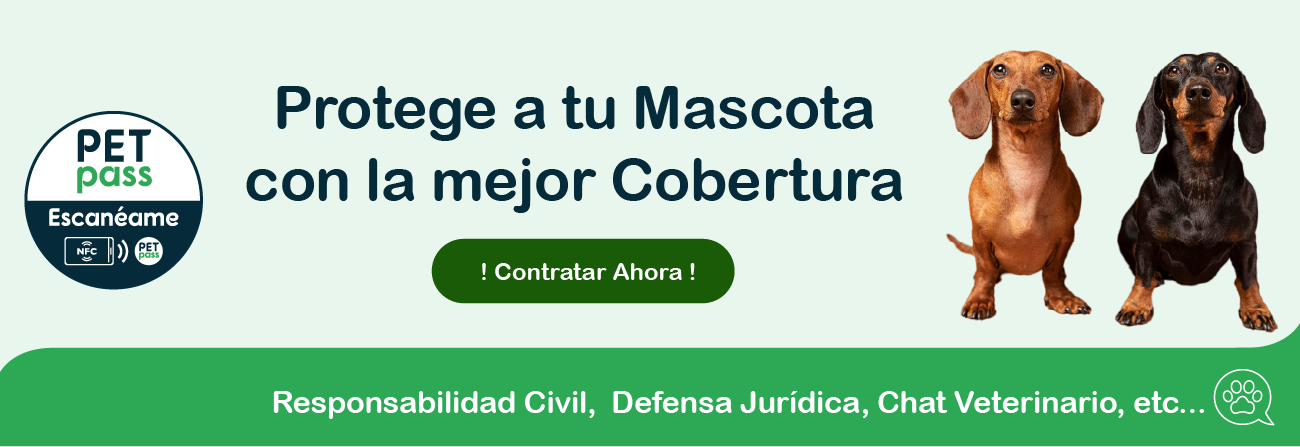 Protege a tu mascota a tu mascota con un seguro para perros barato