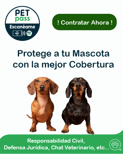 Protege a tu mascota a tu mascota con un seguro para perros barato